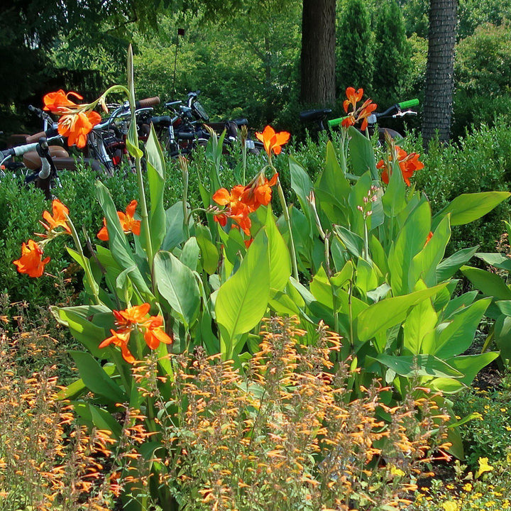 Canna 'Orange Punch' ~ Orange Punch Canna Lily