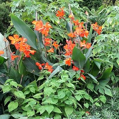Canna 'Orange Punch' ~ Orange Punch Canna Lily