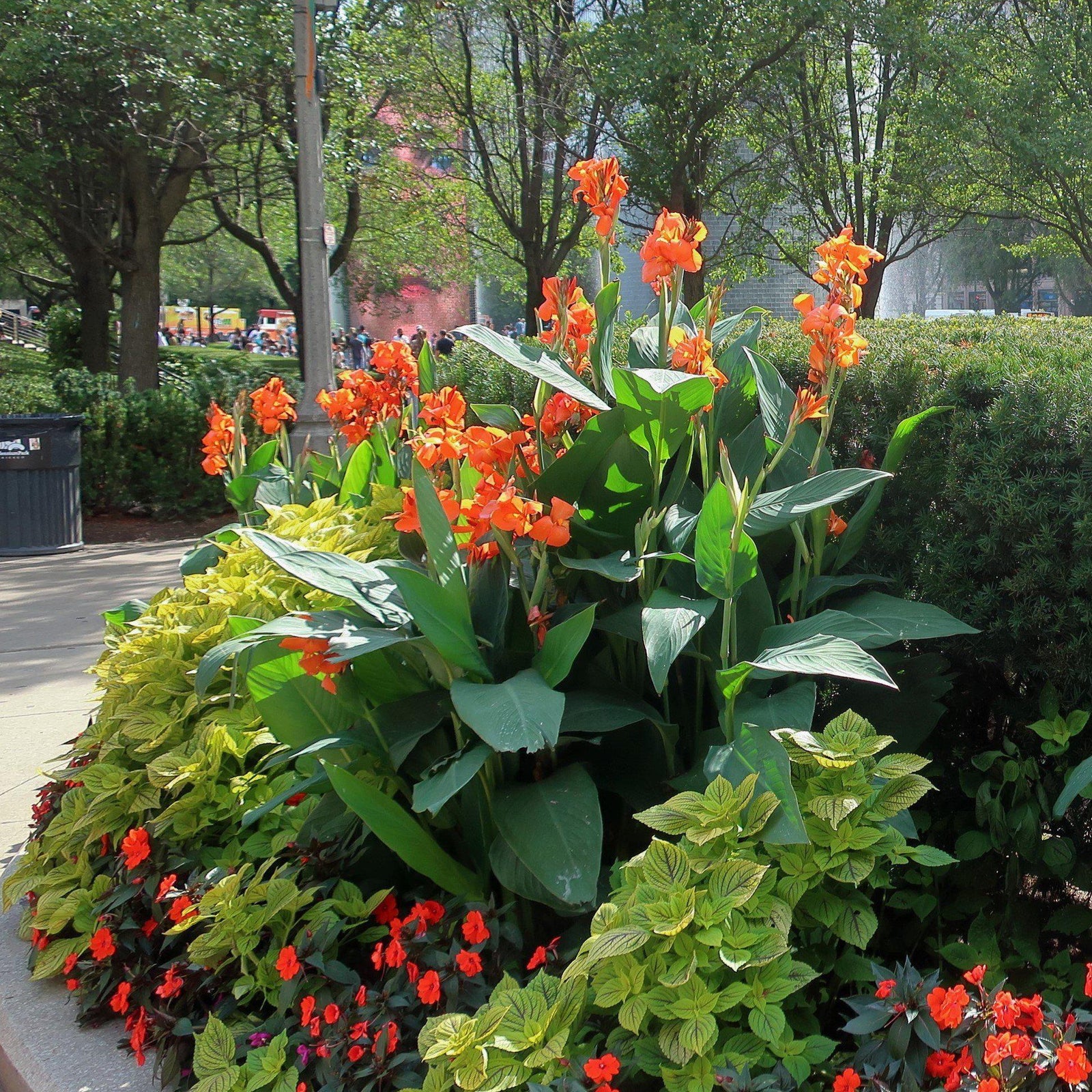 Canna 'Orange Punch' ~ Orange Punch Canna Lily