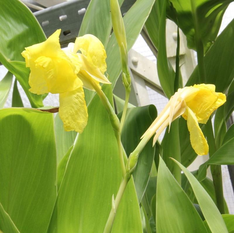 Canna flaccida ~ Golden Canna Lily-ServeScape