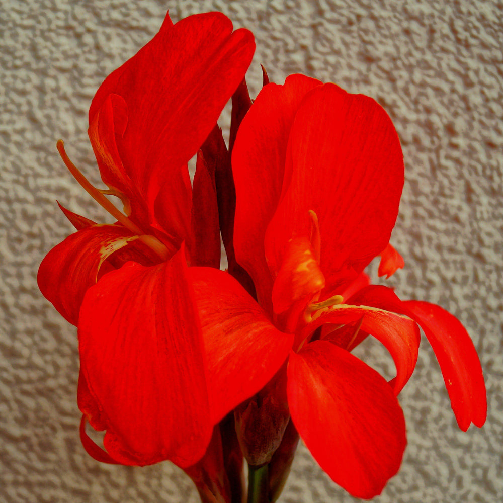 Canna indica 'Happy Julia' ~ CannaSol™ Happy Julia® Canna Lily-ServeScape