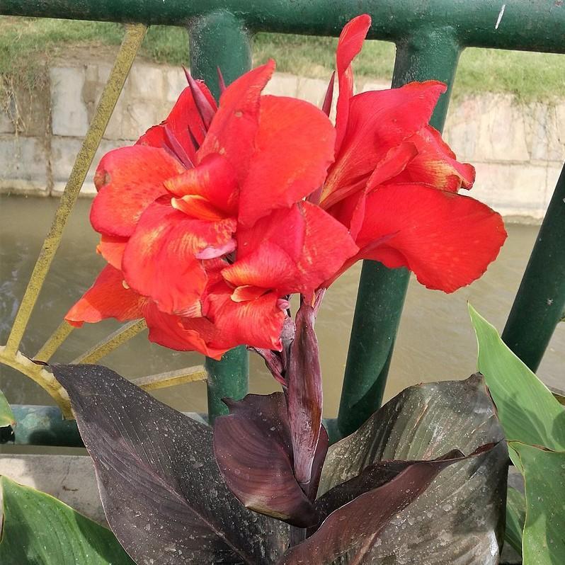 Canna indica 'Happy Julia' ~ CannaSol™ Happy Julia® Canna Lily - Delivered By ServeScape