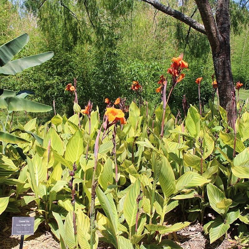 Canna x generalis 'Bengal Tiger' ~Variegated Tiger Canna Lily