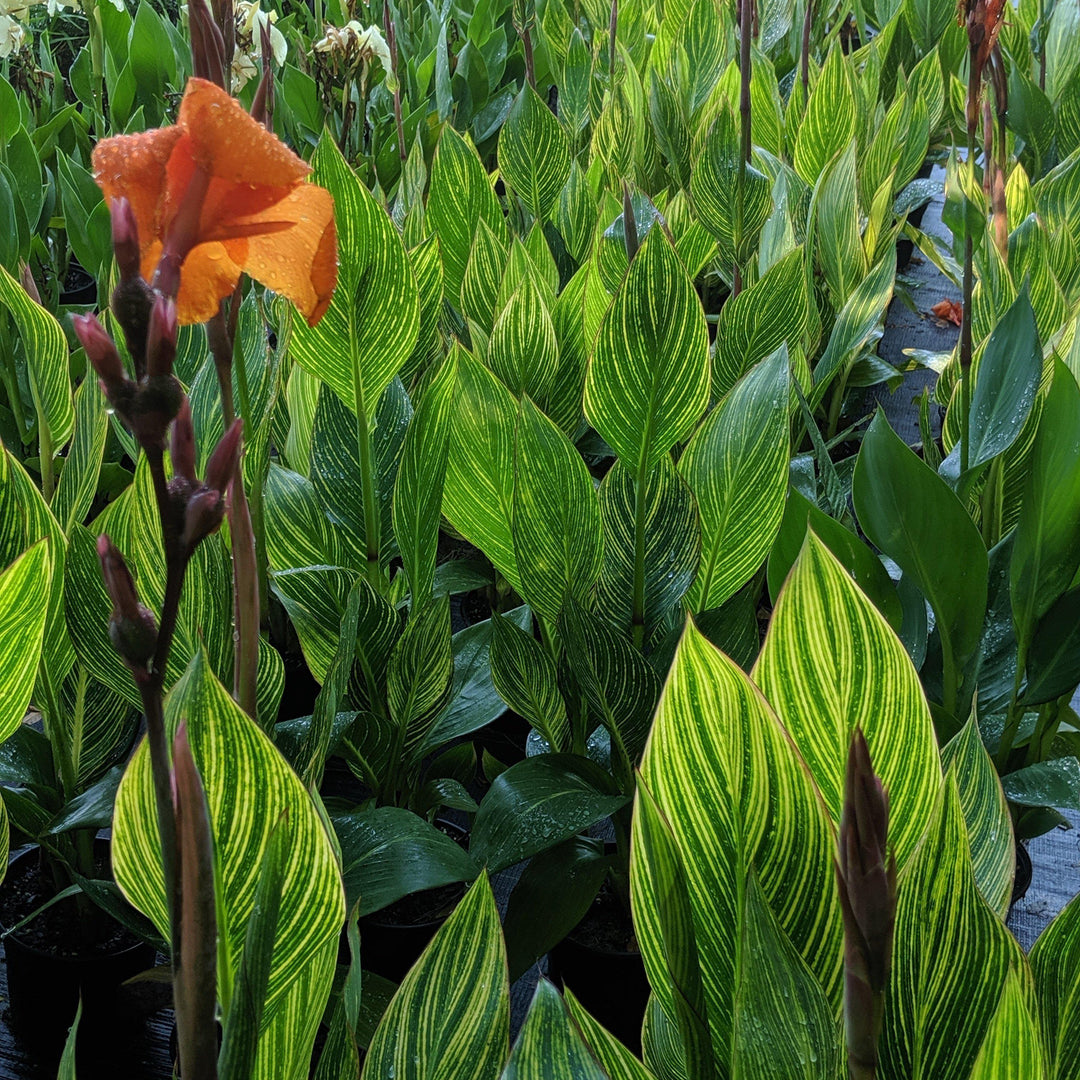 Canna x generalis 'Bengal Tiger' ~Variegated Tiger Canna Lily