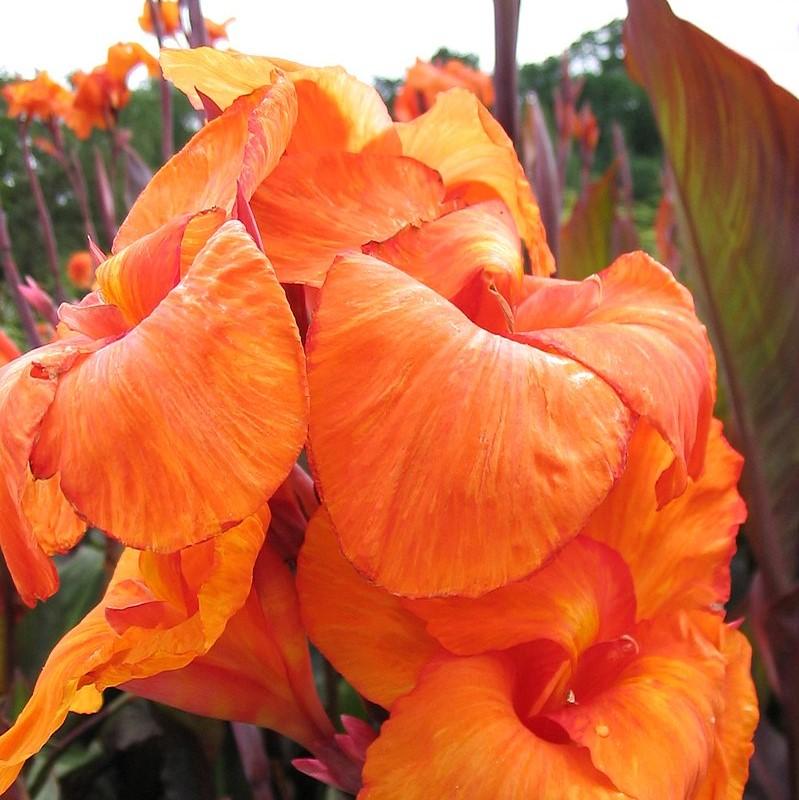 Canna x generalis ~ Canna Lily, Orange-ServeScape