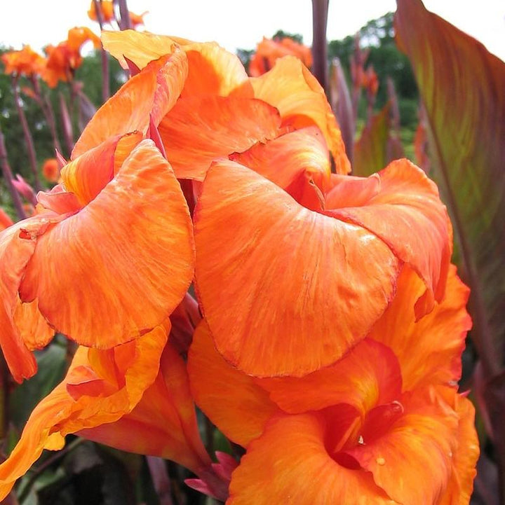 Canna x generalis ~ Canna Lily, Orange-ServeScape
