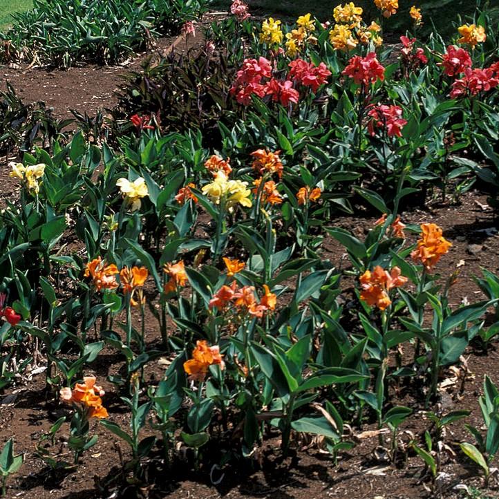 Canna x generalis ~ Canna Lily, Orange-ServeScape