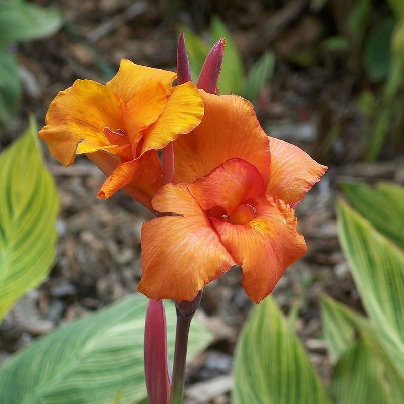 Canna x generalis ~ Canna Lily, Orange-ServeScape
