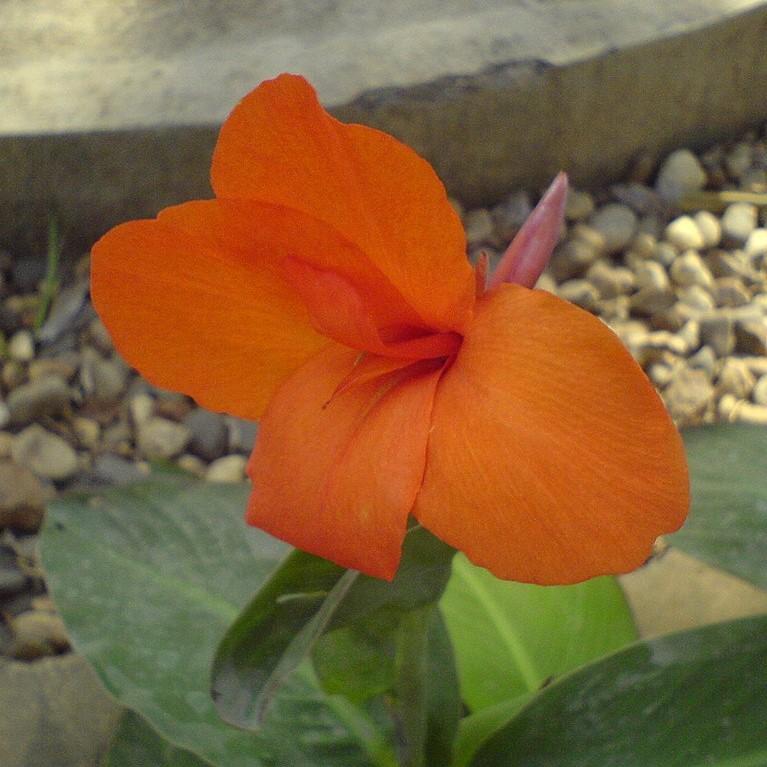 Canna x generalis ~ Canna Lily, Orange-ServeScape