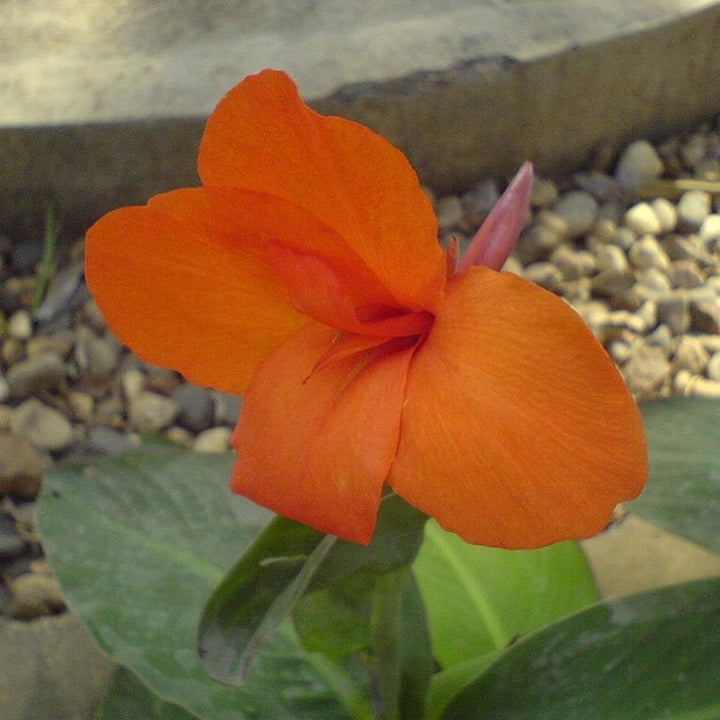 Canna x generalis ~ Canna Lily, Orange-ServeScape