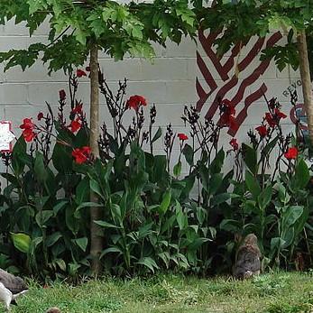 Canna x generalis ~ Canna Lily, Red-ServeScape