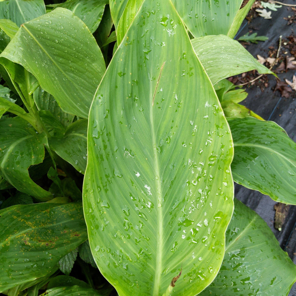 Canna x generalis 'Kreta' ~ Yellow Canna Lily - Delivered By ServeScape
