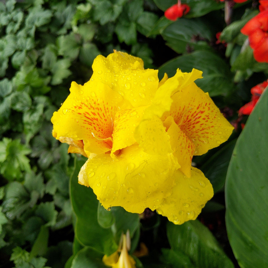 Canna x generalis 'Kreta' ~ Yellow Canna Lily - Delivered By ServeScape