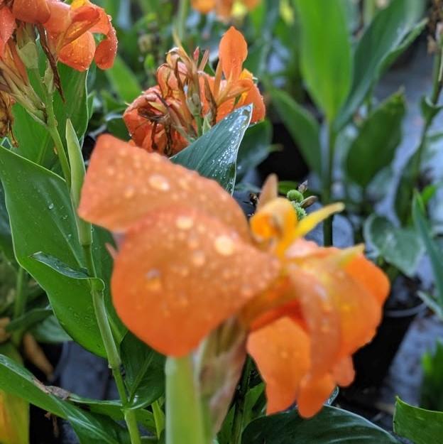 Canna x generalis 'Orange Shades' ~ CANNOVA® Orange Shades Canna Lily-ServeScape