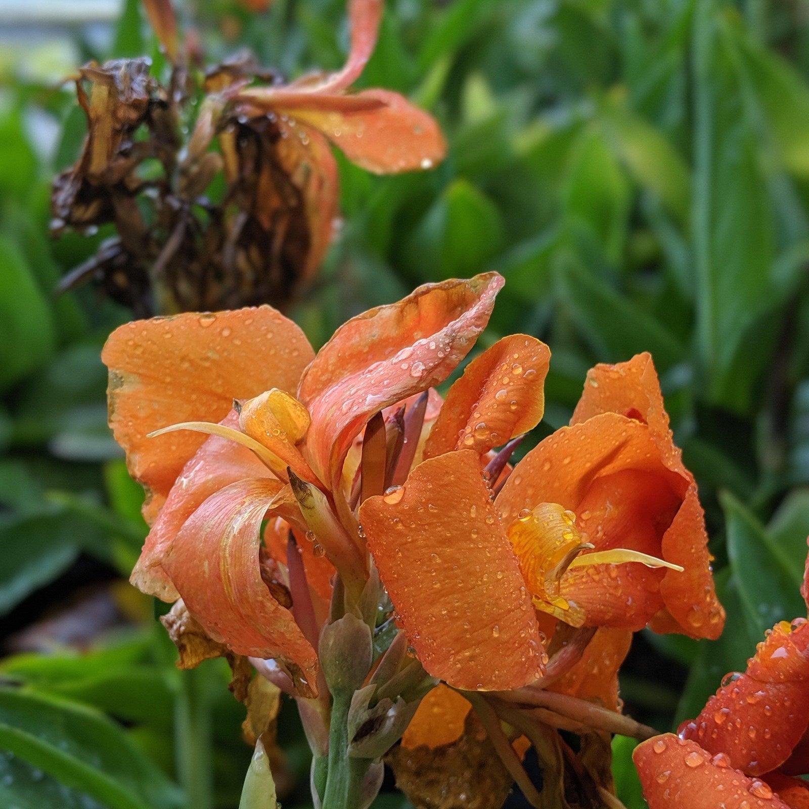 Canna x generalis 'Orange Shades' ~ CANNOVA® Orange Shades Canna Lily - Delivered By ServeScape