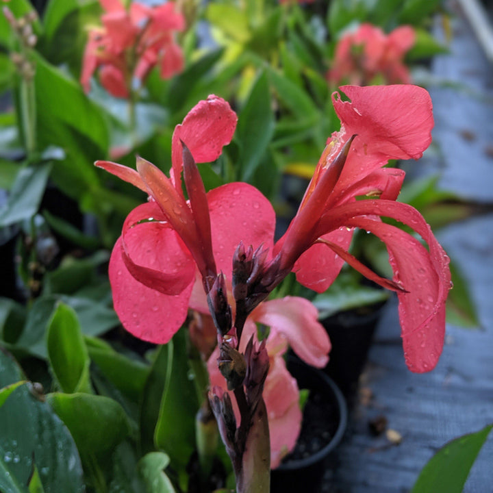 Canna x generalis 'Rose' ~ CANNOVA® Rose Canna Lily-ServeScape