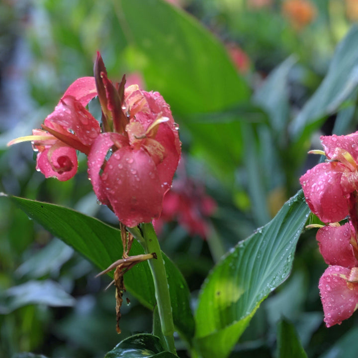 Canna x generalis 'Rose' ~ CANNOVA® Rose Canna Lily-ServeScape