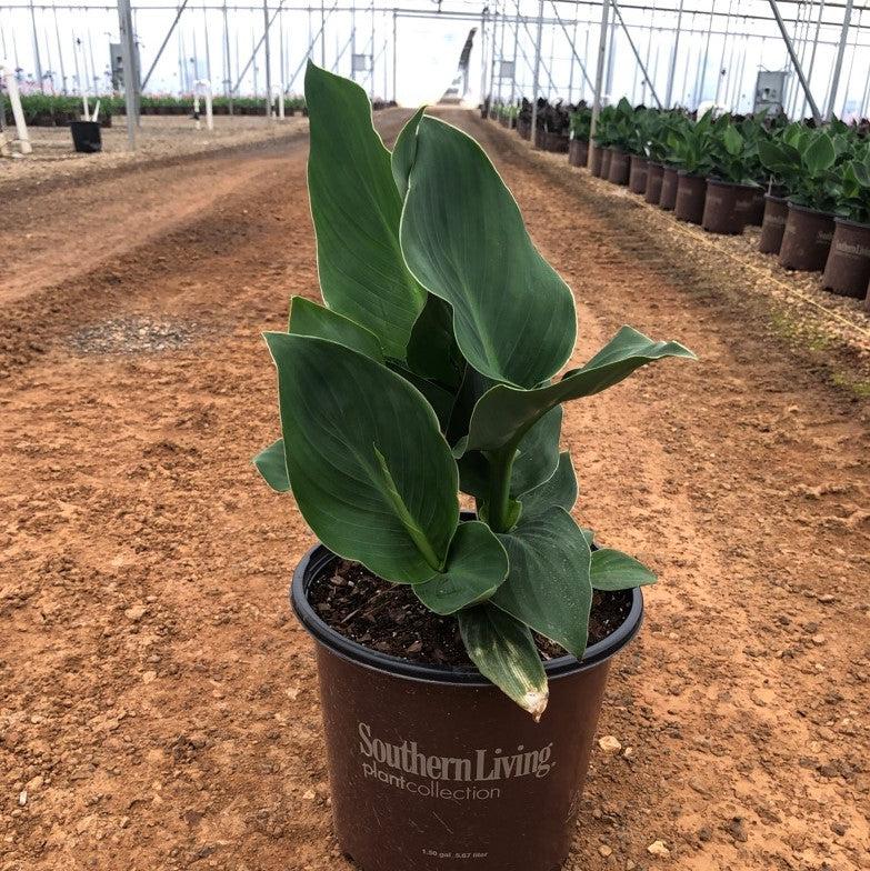 Canna x generalis 'Orange Shades' ~ CANNOVA® Orange Shades Canna Lily-ServeScape