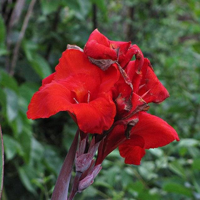 Canna x generalis 'Bronze Scarlet' ~ CANNOVA® Bronze Scarlet Canna Lily-ServeScape