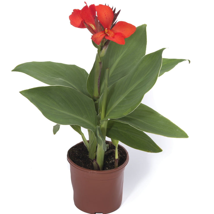 Canna x generalis 'Cannova Scarlet' ~ CANNOVA® Scarlet Canna Lily-ServeScape