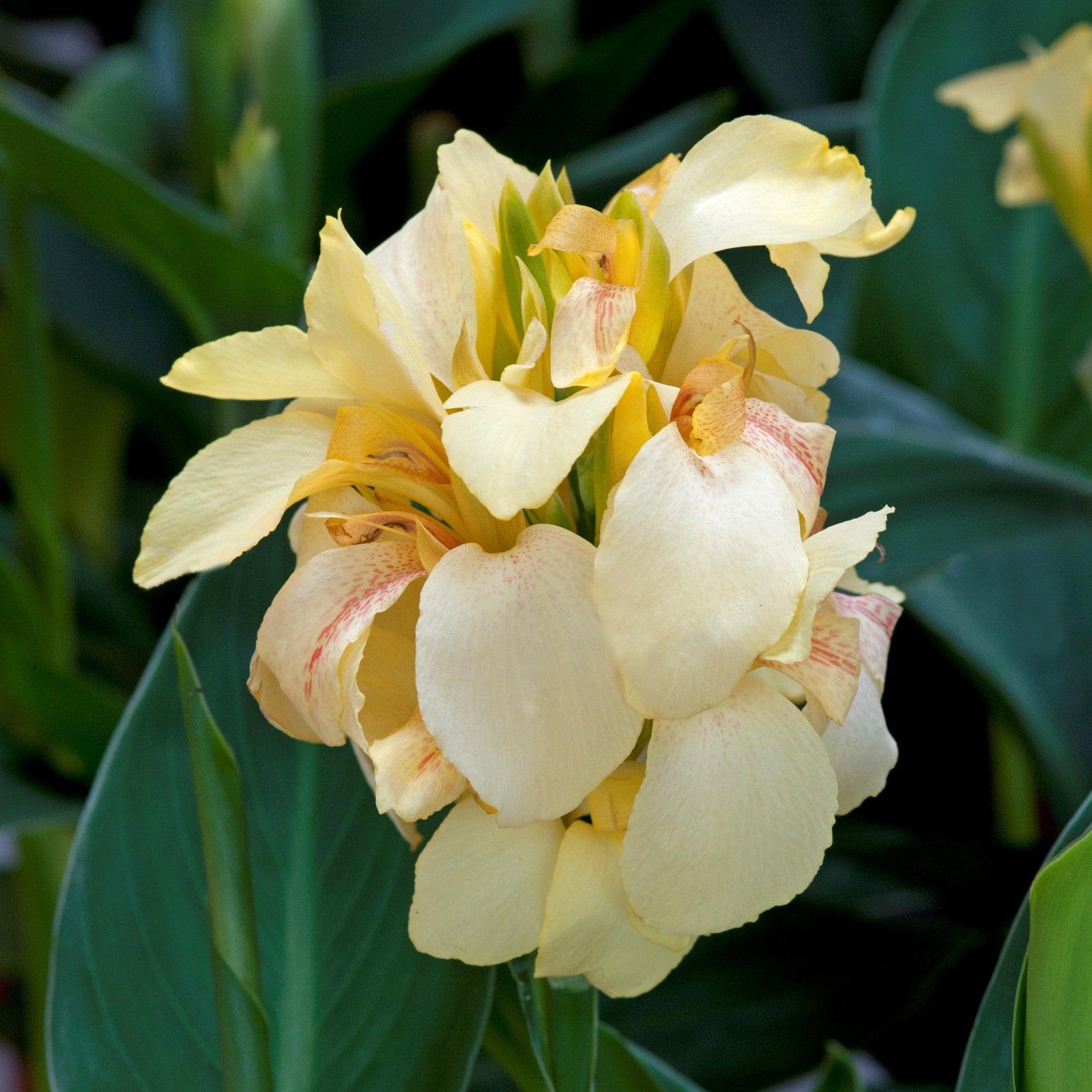 Canna x generalis 'Lemon' ~ CANNOVA® Lemon Canna Lily-ServeScape