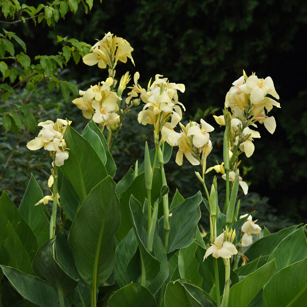 Canna x generalis 'Lemon' ~ CANNOVA® Lemon Canna Lily-ServeScape