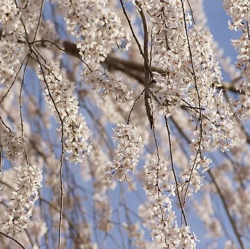 Prunus x yedoensis 'Pendula' ~ Weeping Yoshino Cherry, White-ServeScape