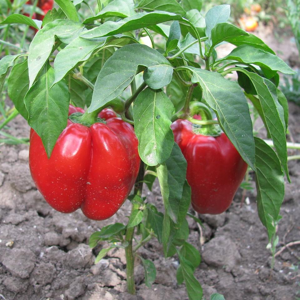 Capsicum annuum 'Better Belle II' ~ Better Belle II Pepper-ServeScape