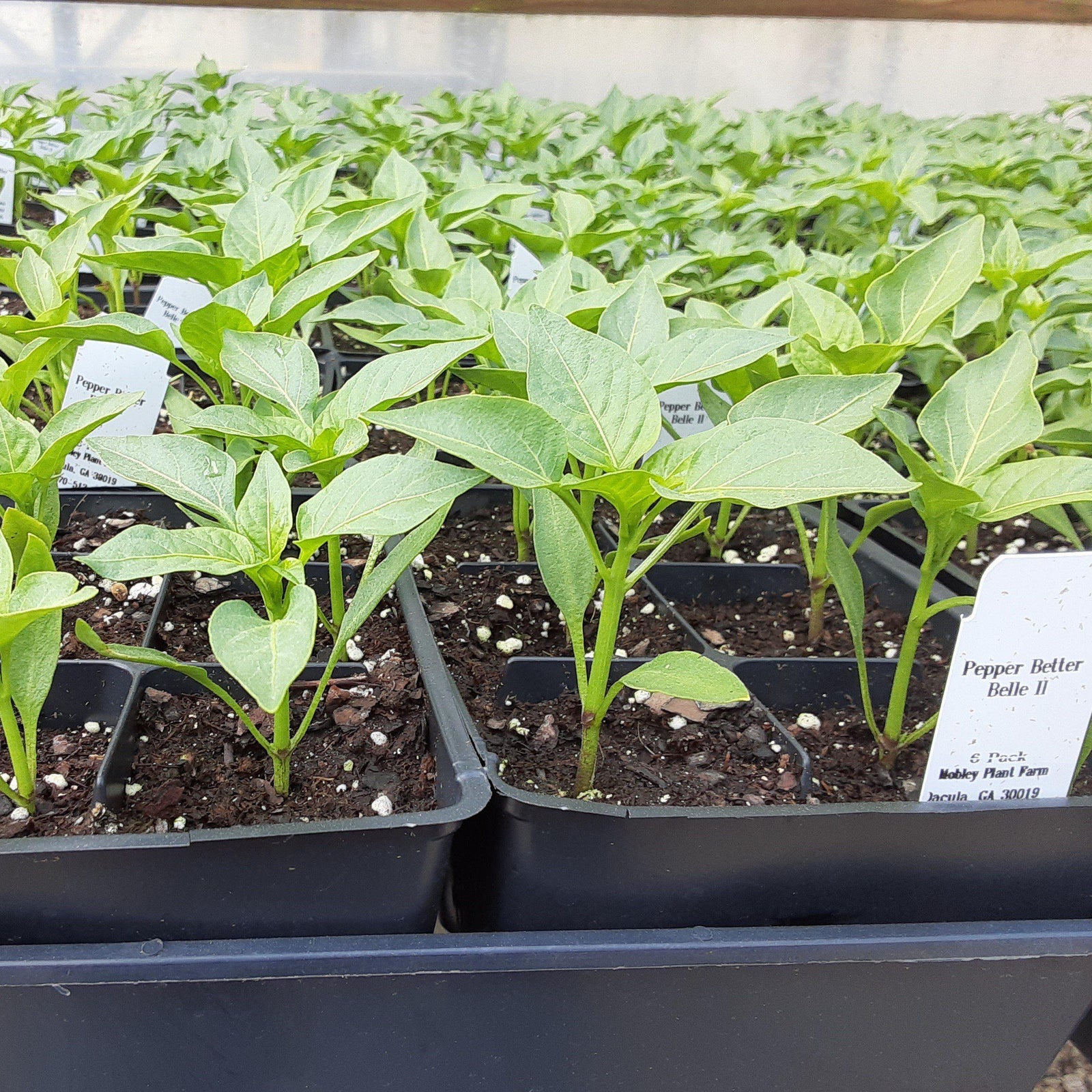 Capsicum annuum 'Better Belle II' ~ Better Belle II Pepper - Delivered By ServeScape
