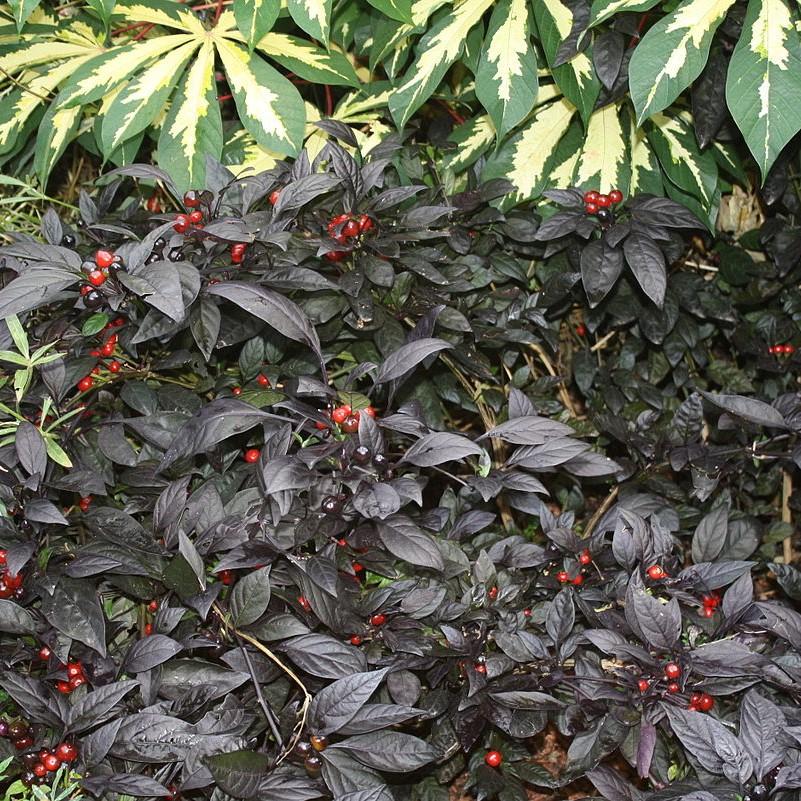 Capsicum annuum 'Black Pearl ~ Black Pearl Ornamental Pepper-ServeScape