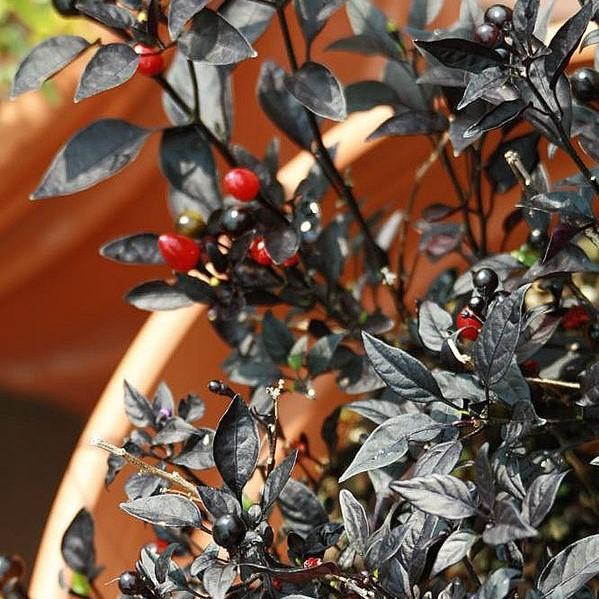 Capsicum annuum 'Black Pearl ~ Black Pearl Ornamental Pepper-ServeScape