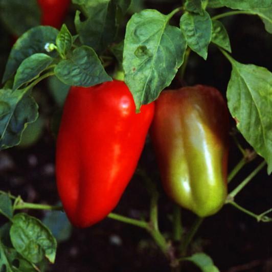 Capsicum annuum 'Lipstick' ~ Lipstick Pepper-ServeScape