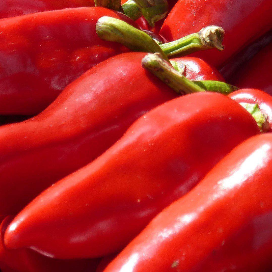 Capsicum annuum 'Lipstick' ~ Lipstick Pepper - Delivered By ServeScape