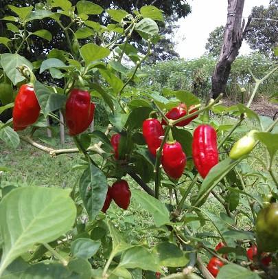 Capsicum annuum 'Padron' ~ Padron Pepper-ServeScape