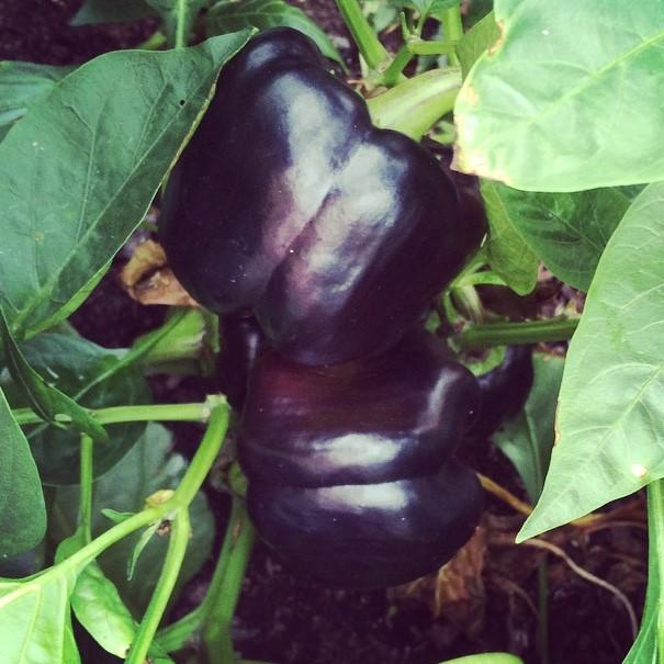 Capsicum annuum 'Purple Beauty' ~ Purple Beauty Pepper-ServeScape