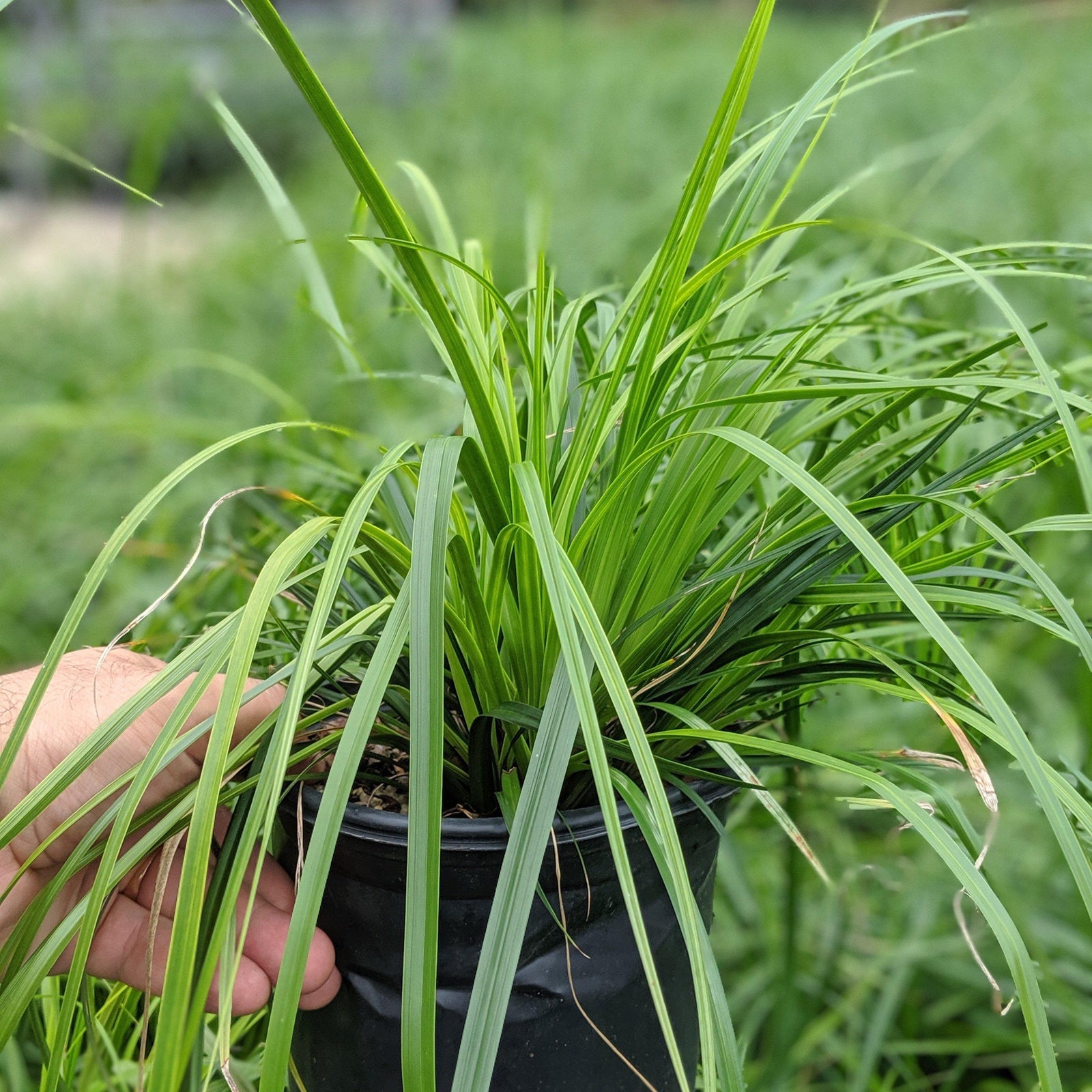 Carex 'Blue Ice' ~ Blue Ice Sedge - Delivered By ServeScape