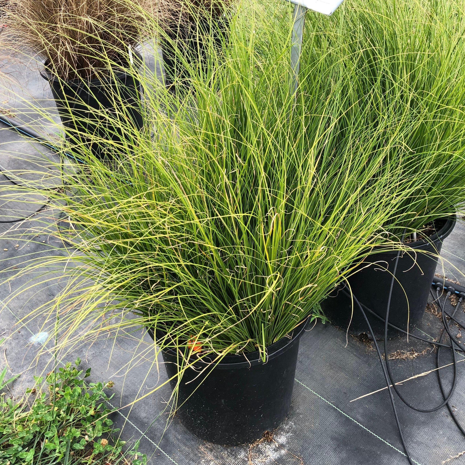 Carex 'Phoenix Green' ~ ColorGrass® 'Phoenix Green™ Carex-ServeScape