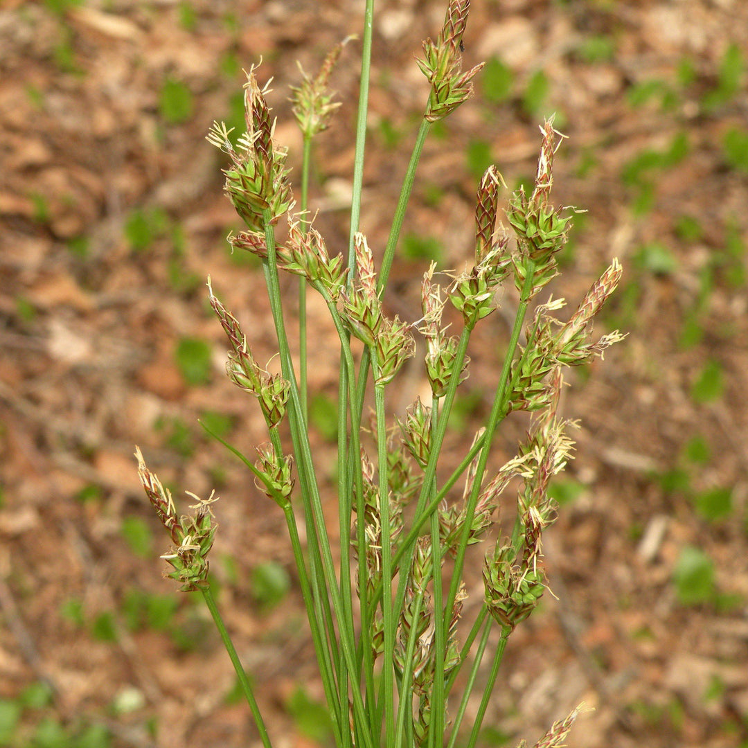 Carex albicans ~ White Tinged Sedge-ServeScape