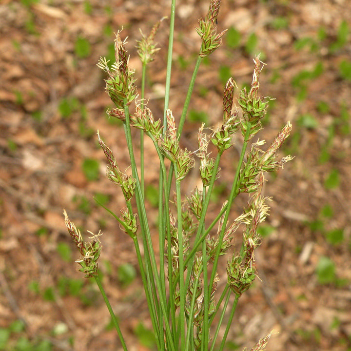 Carex albicans ~ White Tinged Sedge-ServeScape