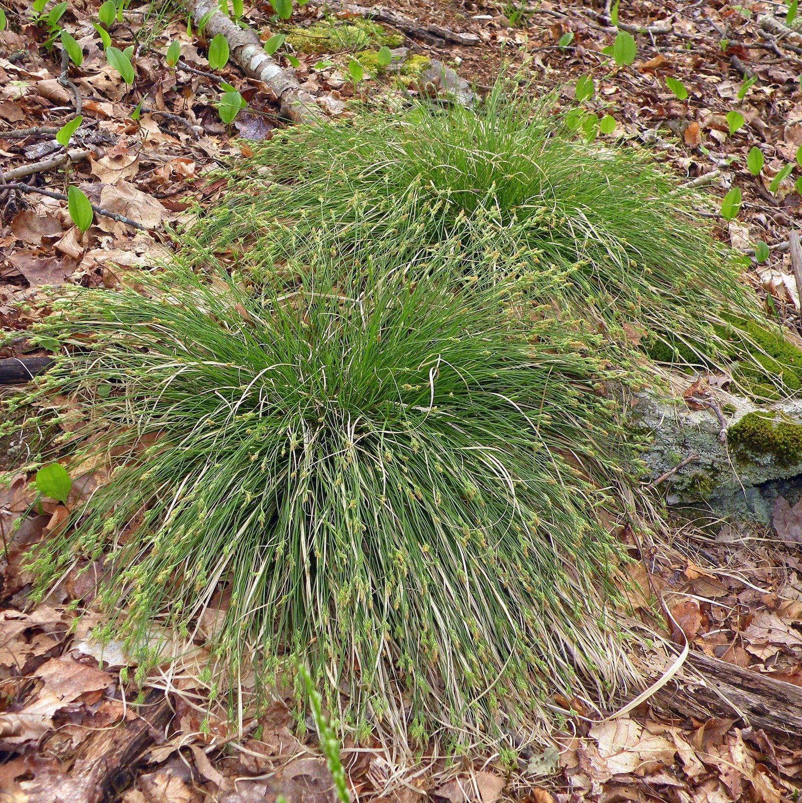 Carex albicans ~ White Tinged Sedge-ServeScape