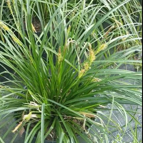 Carex amphibola ~ Creek Sedge - Delivered By ServeScape