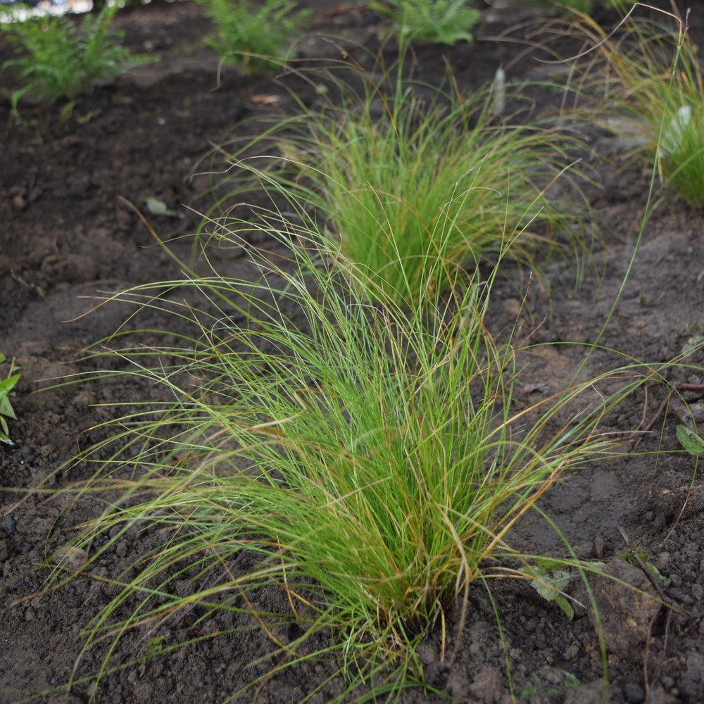 Carex appalachica ~ Appalachian Sedge-ServeScape