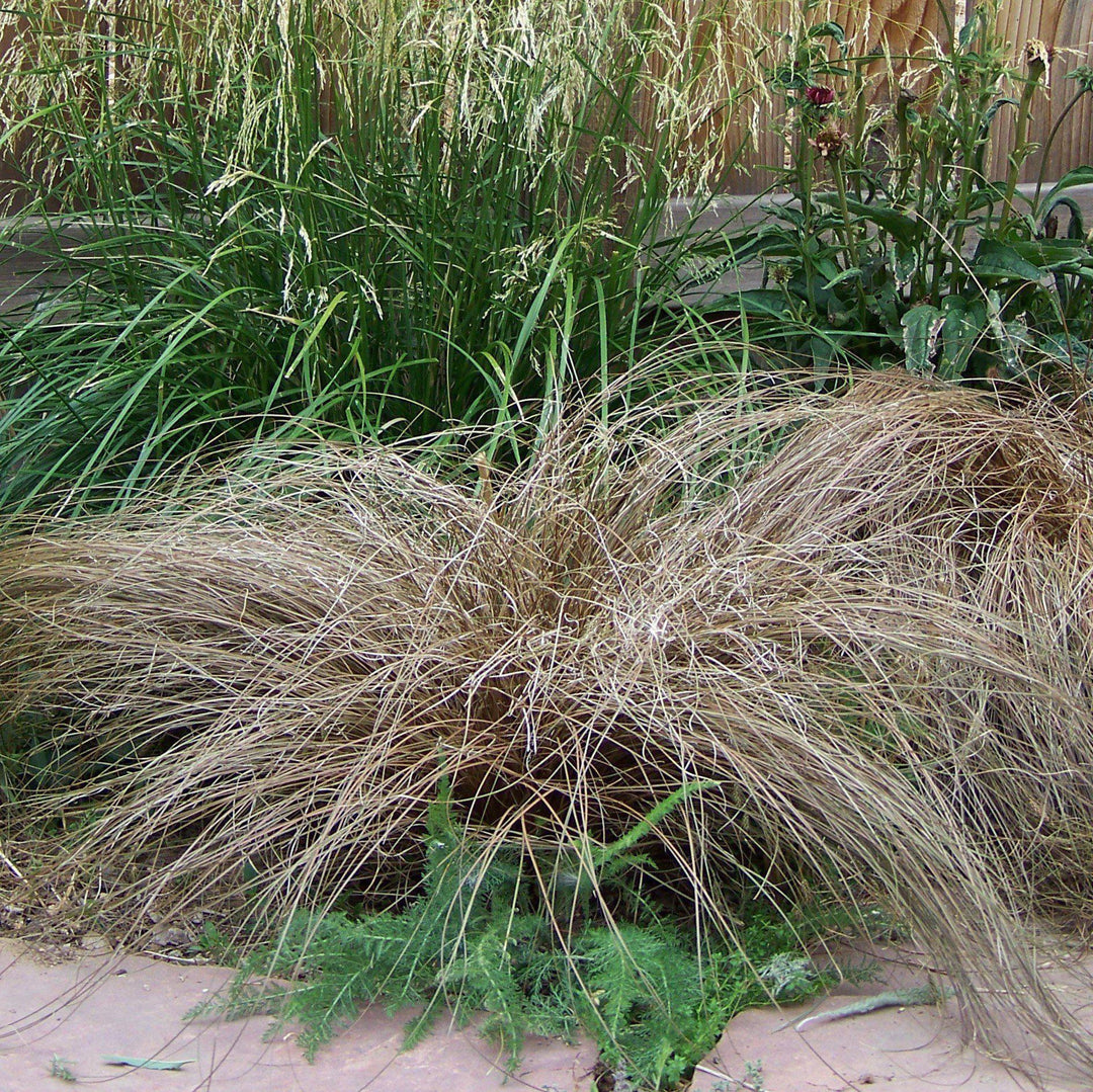 Carex buchananii ~ Leatherleaf Sedge-ServeScape