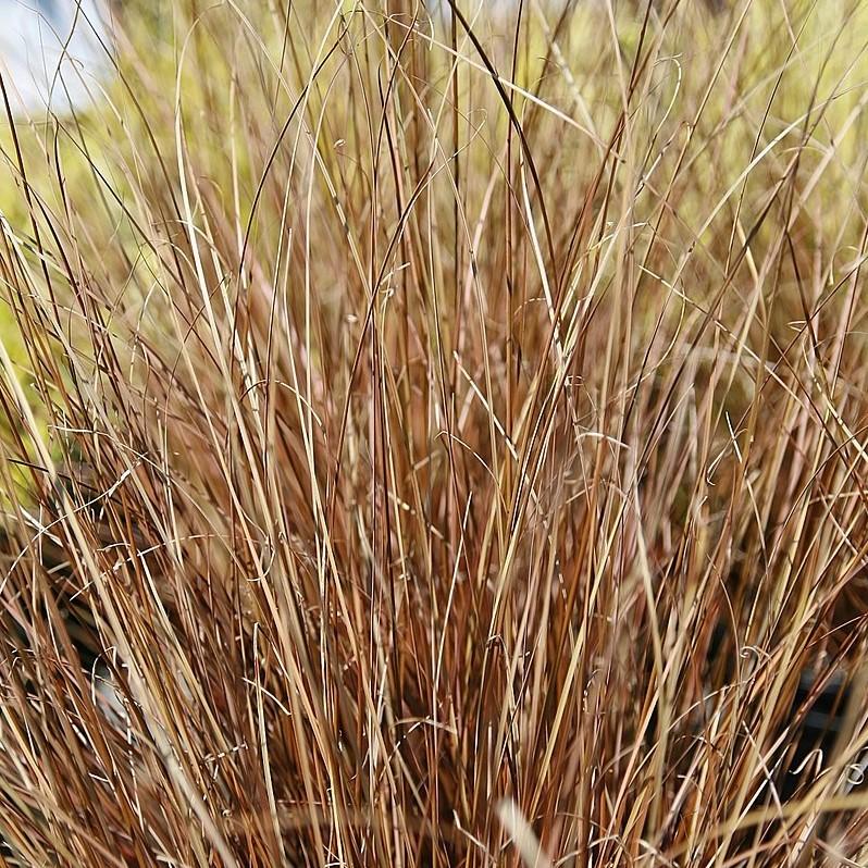 Carex buchananii 'Red Rooster' ~ Red Rooster Leatherleaf Sedge-ServeScape