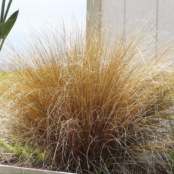 Carex buchananii 'Red Rooster' ~ Red Rooster Leatherleaf Sedge-ServeScape