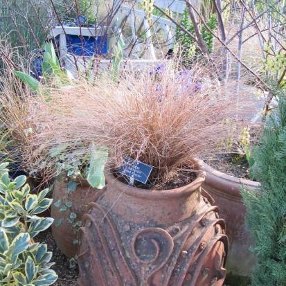 Carex buchananii 'Red Rooster' ~ Red Rooster Leatherleaf Sedge-ServeScape