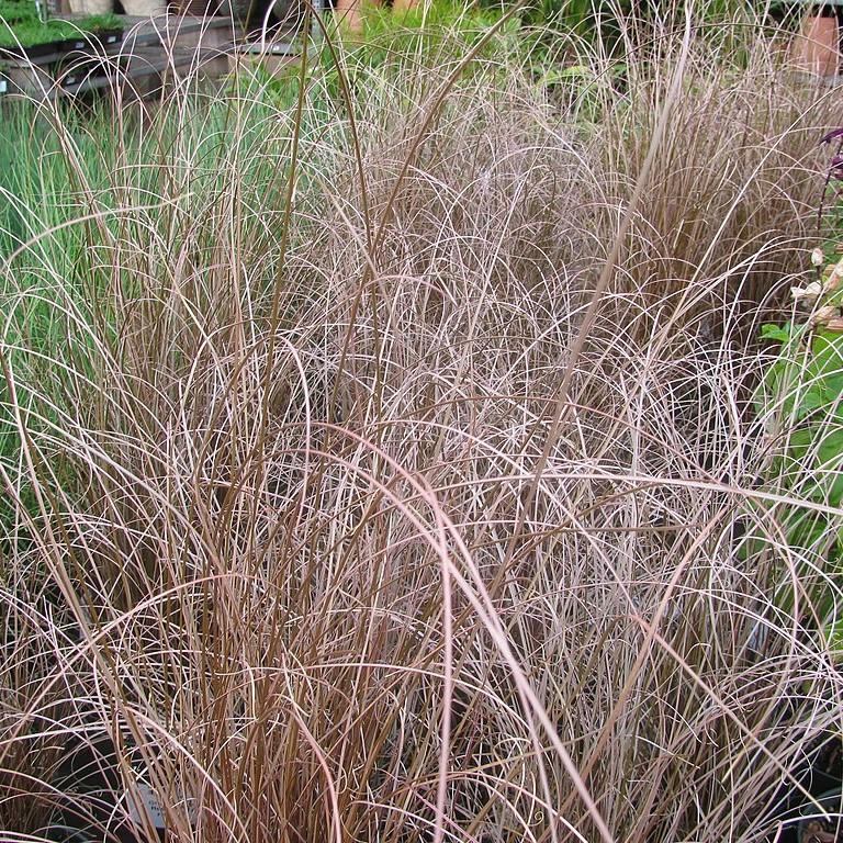 Carex buchananii 'Red Rooster' ~ Red Rooster Leatherleaf Sedge-ServeScape