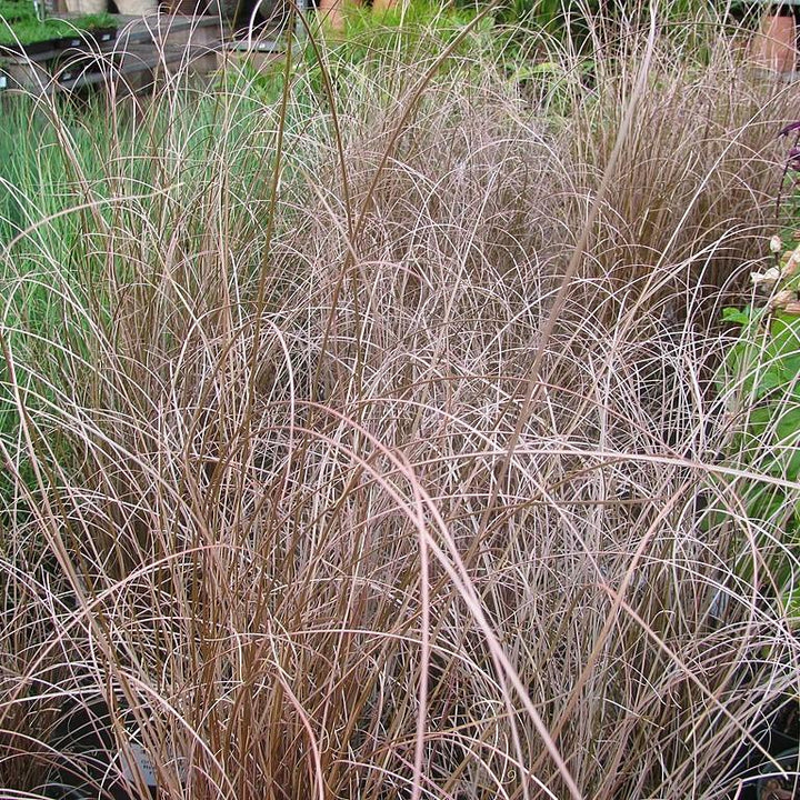 Carex buchananii 'Red Rooster' ~ Red Rooster Leatherleaf Sedge-ServeScape