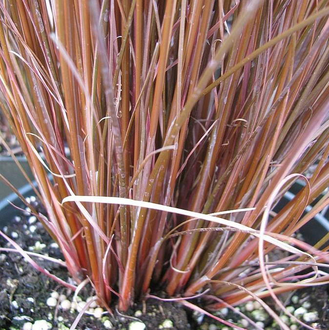 Carex buchananii 'Red Rooster' ~ Red Rooster Leatherleaf Sedge-ServeScape
