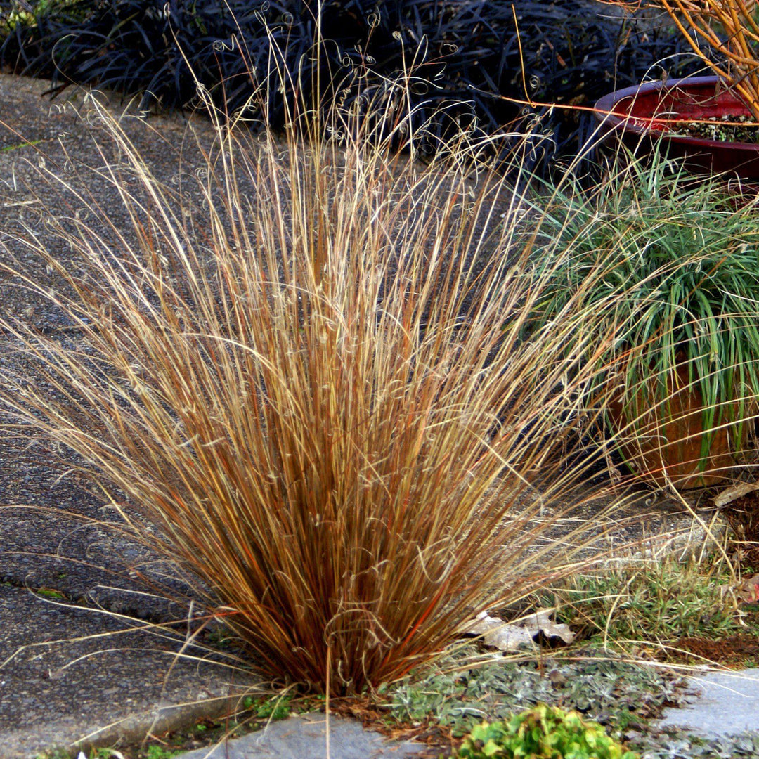 Carex buchananii 'Red Rooster ~ Red Rooster Leatherleaf Sedge-ServeScape